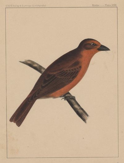 Oiseaux, Planche XXXI, 1855 - American School